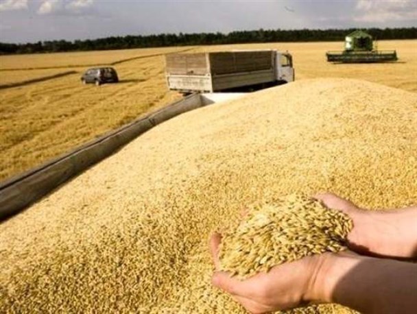 برنامه‌ریزی برای واردات ۷۵ هزار تن گندم به استان زنجان