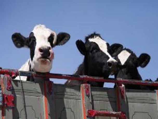 خرید حمایتی ۳۱۵۰ رأس دام زنده از دامداران استان مرکزی