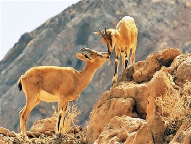خشکسالی به شیوه‌های مختلف حیات وحش استان یزد را تهدید می‌کند
