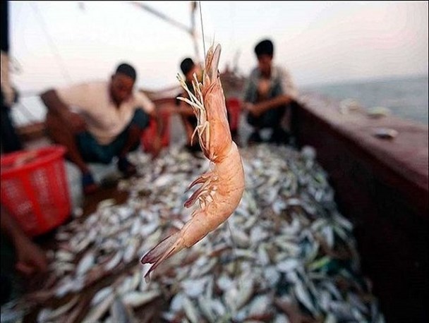 میگو از سفره بوشهری‌ها حذف شد