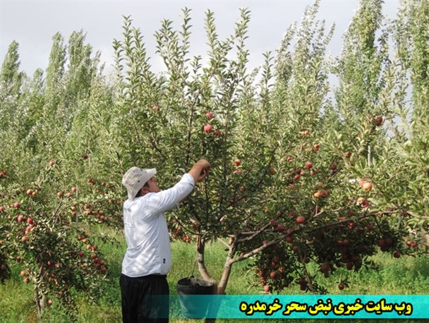 گزارش تصویری از برداشت سیب در خرمدره