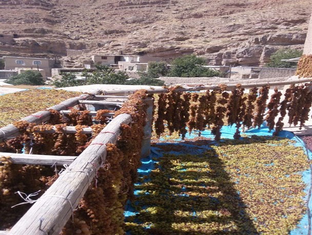 روستای گردشگری گلیان و آونگ سنتی انگور به روایت تصویر