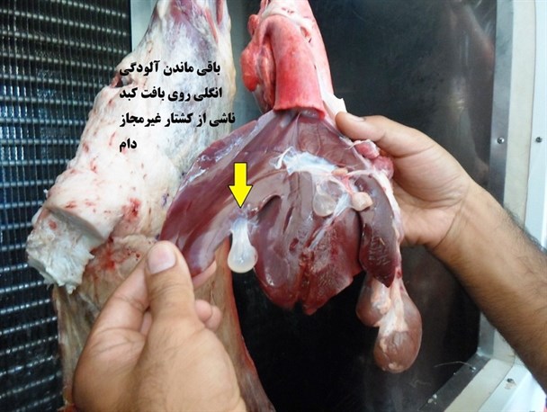 آماده باش پنج اکیپ دامپزشکی سرخس در روز عید قربان
