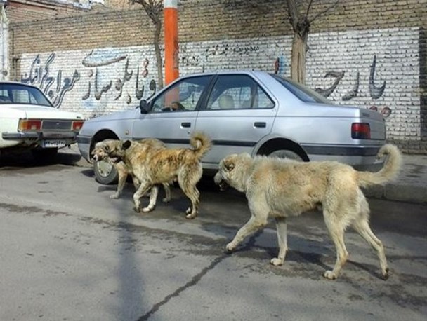سگ‎های ولگرد در هسته مرکزی خوی جولان می دهند