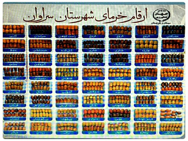 وجود ۷۰ رقم خرما در شهرستان سراوان/ پرداخت عوارض در برابر حمل خرمای سراوان با برند غیر بومی