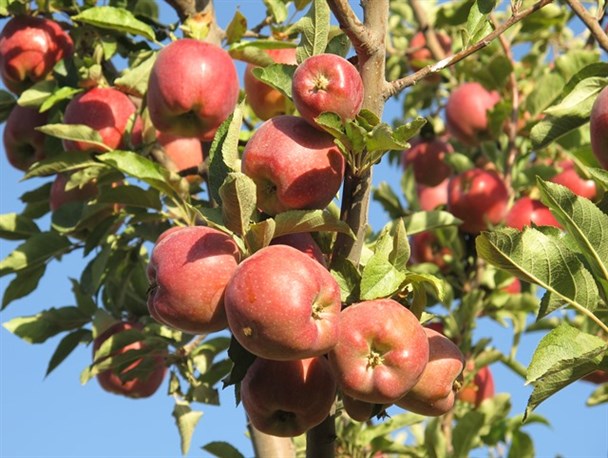 سیب ، میوه ای که در کهگیلویه و بویراحمد ضایع می شود + تصاویر