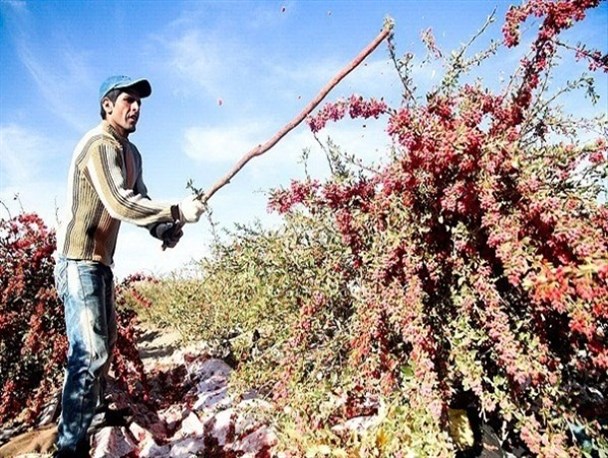 برداشت زرشک از باغات شهرستان درمیان