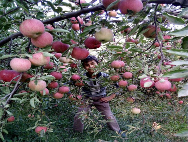 تصاویر زیبای برداشت سیب از باغات تویسرکان