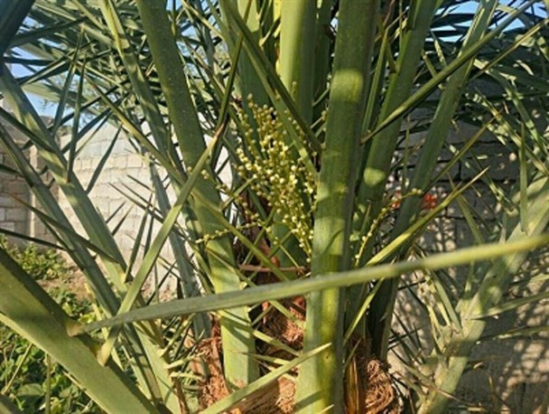 درخت نخلی در جنوب کرمان دوباره به بار نشست+عکس