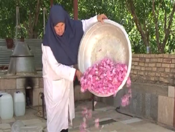 پشتکار زنانه، از کاشت تا برداشت/ کارآفرینی که کمر تلاش را هم شکسته است!