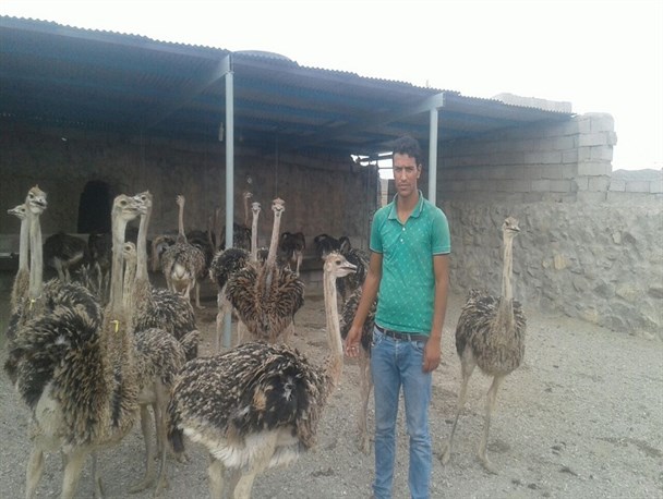 تجلی اقتصاد مقاومتی با پرورش شتر مرغ توسط جوان نهبندانی