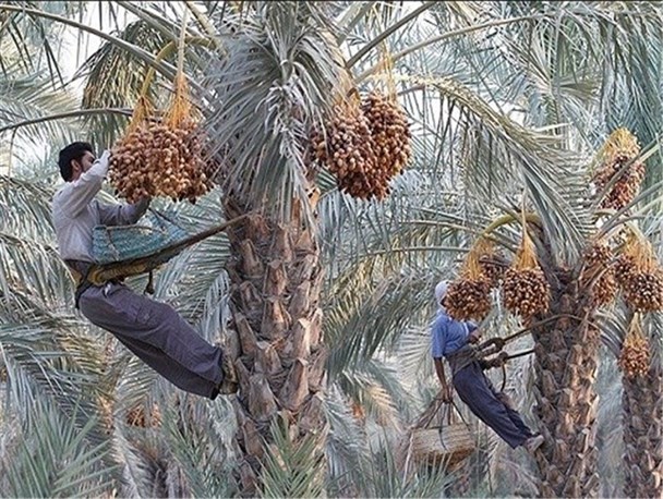 خسارت ۳۰ درصدی به خرما در شهرستان ریگان/نوسانات دمایی عامل ریزش یا خشکیدگی محصول خرما