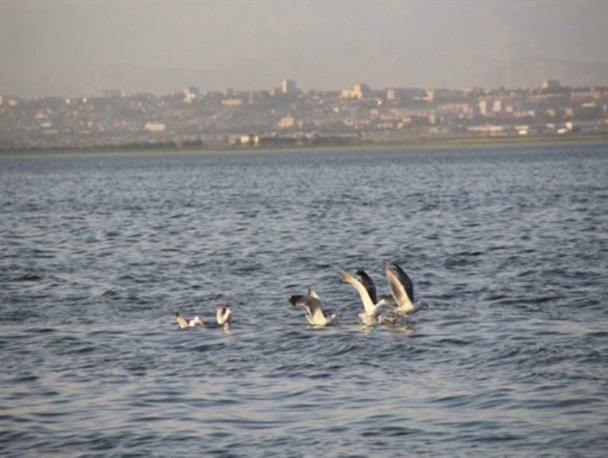 هیچگونه آلودگی در آب رودخانه ارس وجود ندارد