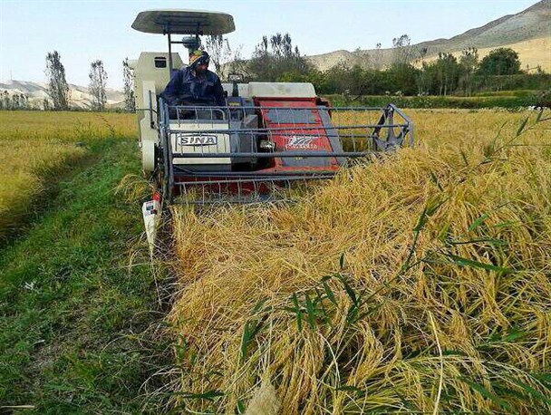 برداشت 2 هزار تن برنج از شالیزارهای لنده