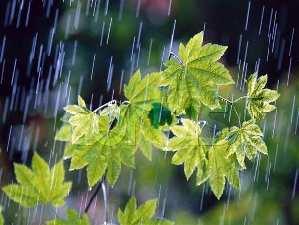 پیش بینی بارش 330 میلی متری باران در سال زراعی 95-94 در استهبان