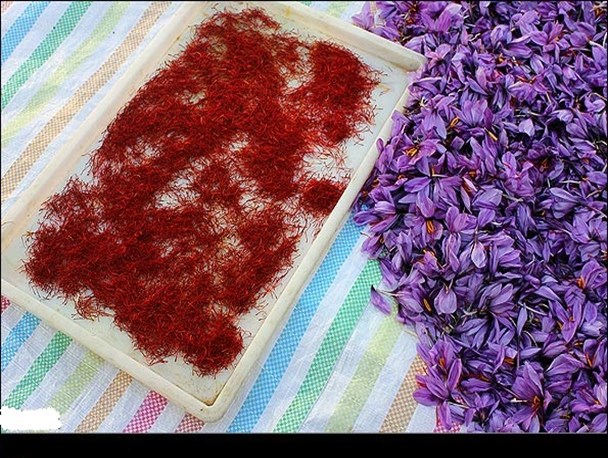 پیش بینی برداشت بیش از 10 تن زعفران خشک از مزارع فردوس