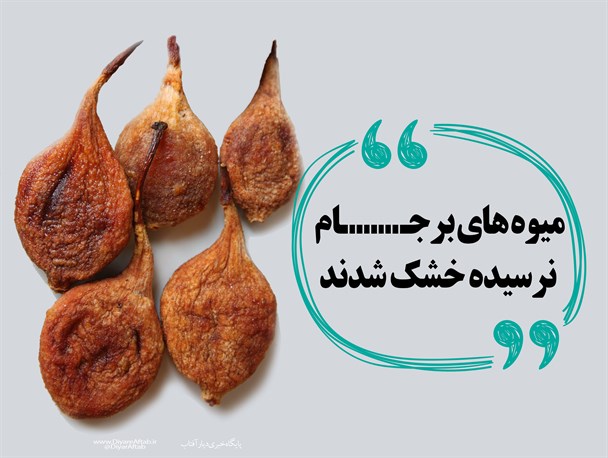 عکس نوشت/ میوه‌های نرسیده برجام