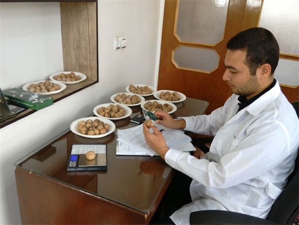 محققان بسیجی با کارآفرینی به کمک اقتصاد آمدند/ایجاد نهالستان گردو، زنبورداری و پرورش مرغ بومی تنها توسط یک جوان بسیجی