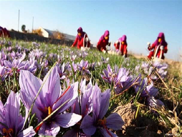 دومین جشنواره زعفران، «طلای سرخ» روستای ازان میمه برگزار می شود