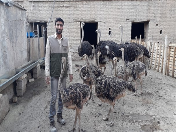 کارم را با ۵۰۰ میلیون ریال سرمایه آغاز کردم /مدیریت مزرعه پرورش شترمرغ، مزد تلاش‌های شبانه‌روزیم است