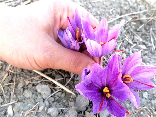 برداشت طلای سرخ در خراسان شمالی