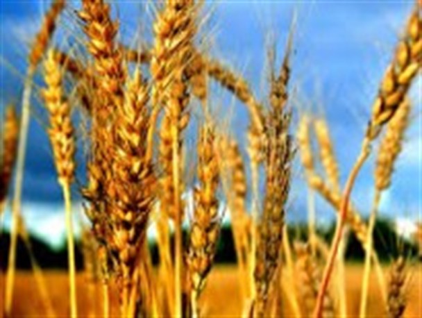 رقم پیشنهادی بودجه برای خرید گندم کافی نیست