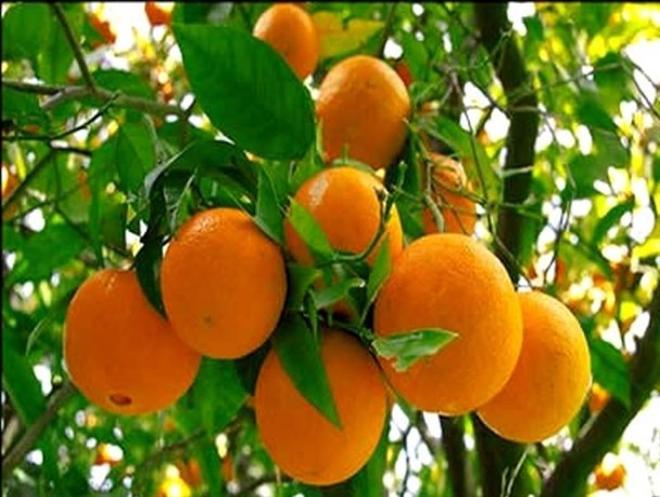 تولید سالانه بیش از ۲۵۰ هزار تن مرکبات در رودان / کشاورزان چشم امید به بسته حمایتی دولت دارند