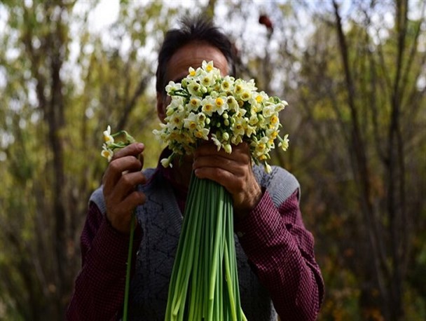 شمیم نرگسِ خوسف در سوز زمستانه تولید/ «بیمه»؛ حمایتی که به صرفه نیست!