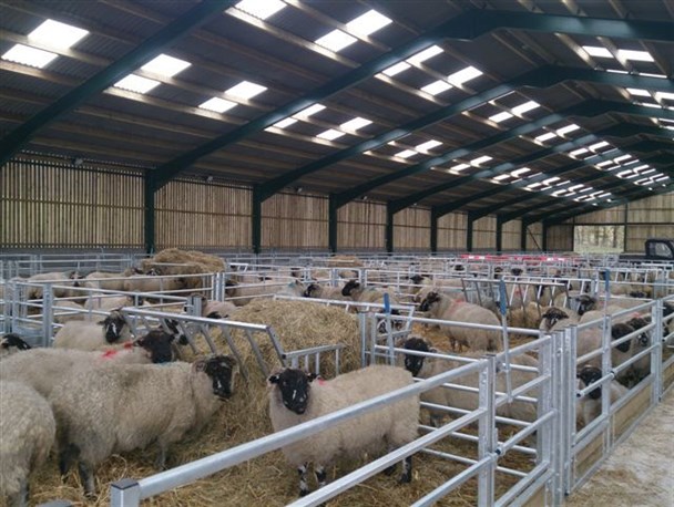 اجرای طرح خرید دام پروار روستایی در خراسان شمالی آغاز شد/ ۲۲ هزار رأس دام پروار در نوبت کشتار