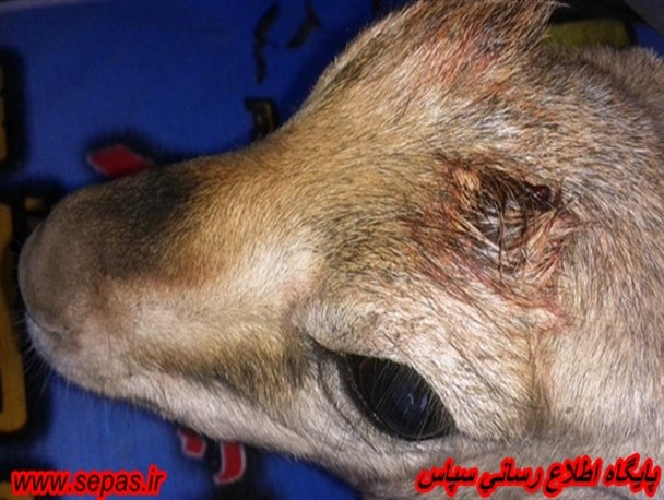 تحویل یک راس آهو به محیط زیست دشتستان+ تصویر