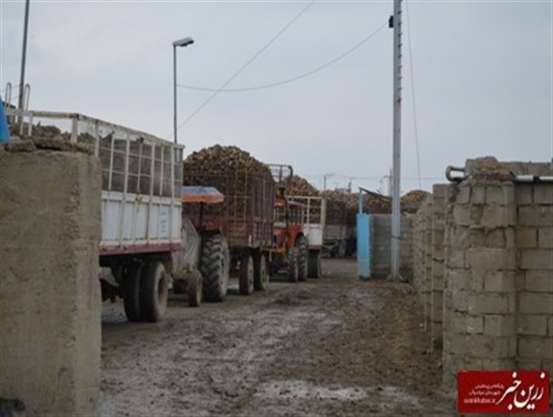 وقتی شیرینی چغندرقند در کام کشاورزان میاندوآبی تلخ می شود