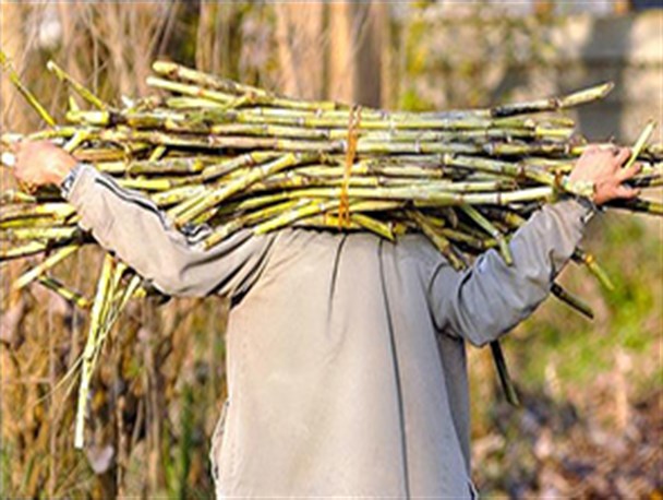 افول کشت و صنعت هفت تپه پس از نیم قرن فعالیت!