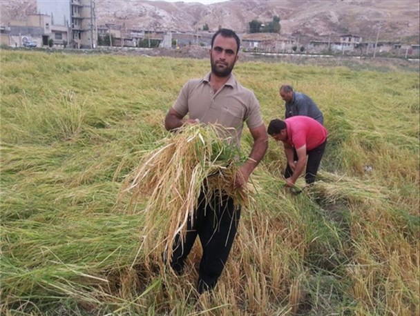 2000 متر از اراضی کشاورزی به زیر کشت دوم رفت