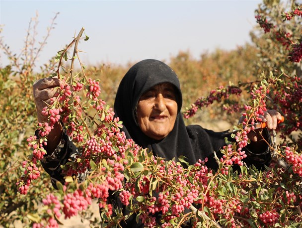 کاهش 20 درصدی قیمت زرشک و زعفران در فصل فروش/ ارزانی، حراجی بر دسترنج کشاورزان زد