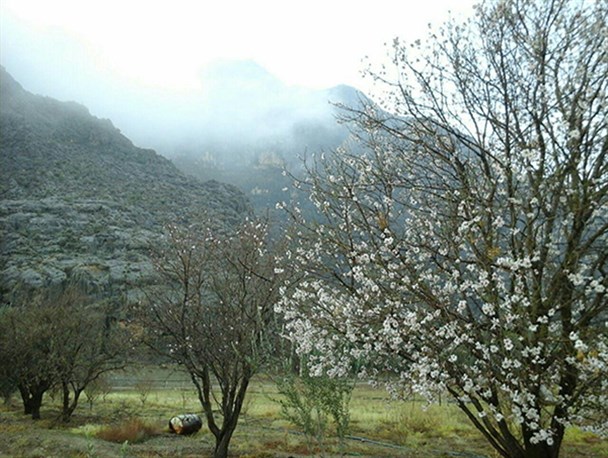 شکوفه کردن درختان درزمستان سپیدان