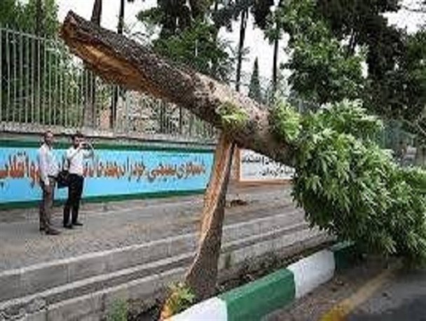 3 میلیارد ریال خسارت به فضای سبز شهری وارد شد/ 73 اصله درخت تنومند از بین رفت