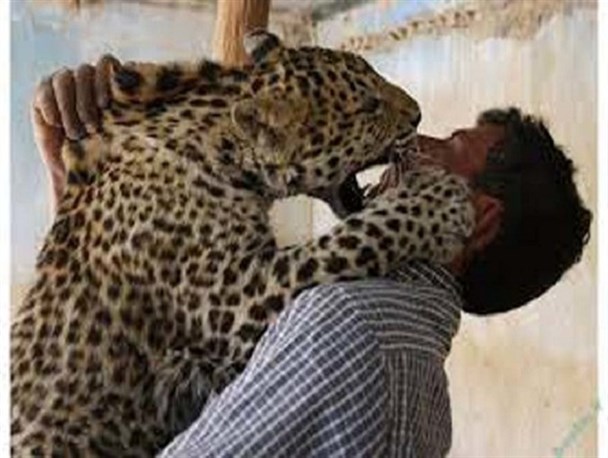 حمله پلنگ به دو نفر از اهالی لردگان