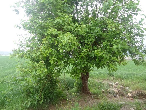 طبیعت دل انگیز شهر باشت بعد از یک روز بارانی+تصویر