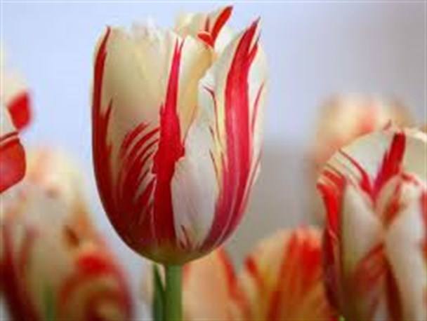 هفدهمین یادواره شهدای شهر نراق برگزار می شود