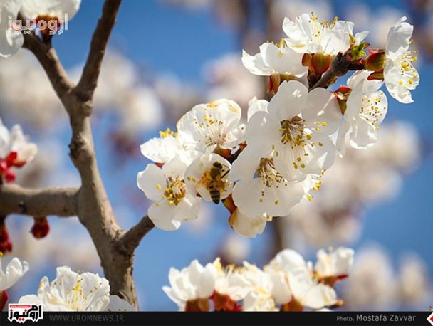 شکوفه های بهاری بر گونه های درختان آذربایجان