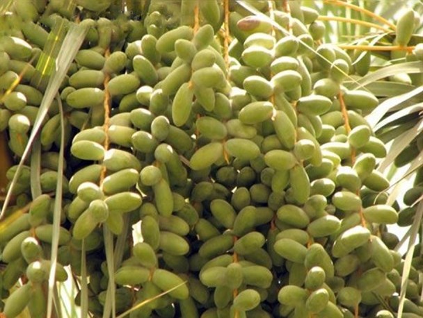 روزگار تلخ باغداران شُنبه /حمایت ازمشاغل بومی زمینه ساز اشتغال جوانان