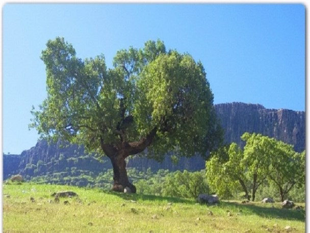 دشت زیبای شلالدان در قلب جاده ترانزیتی جنوب کشور+تصاویر