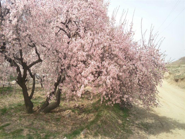 بهار با طراوت با خودنمایی شکوفه ها در نخستین روزهای سال97+تصاویر