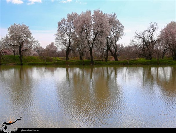 زیبایی‌های بهار مینودری/ باغستان‌هایی که حکم گنج را پیدا کرده‌اند