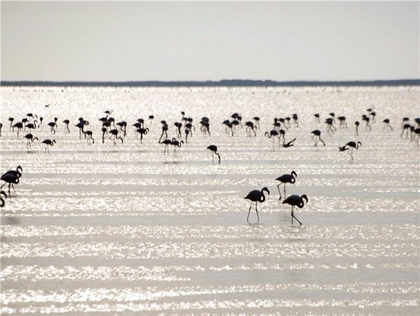 سفر خیال انگیز به بهشت تالاب‌های ایران در تعطیلات نوروز