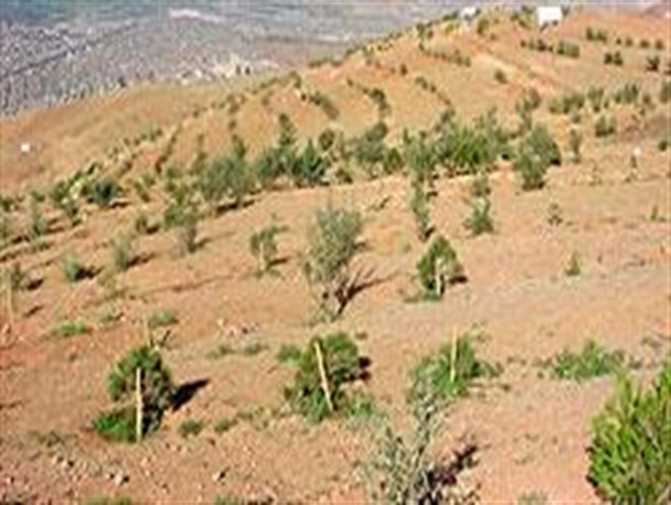 جنگل کاری ۳۰ هزار هکتار از عرصه های طبیعی دهلران