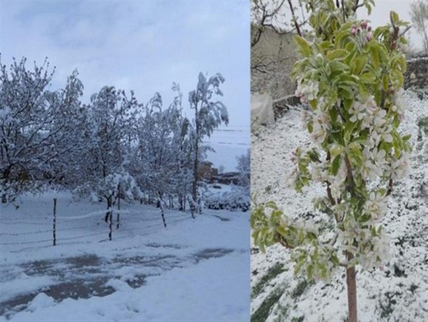 برف بهاری کشاورزی آذربایجان‌غربی را نقره داغ کرد/ خسارت ۱۰۷ میلیارد تومانی سرما به کشاورزان