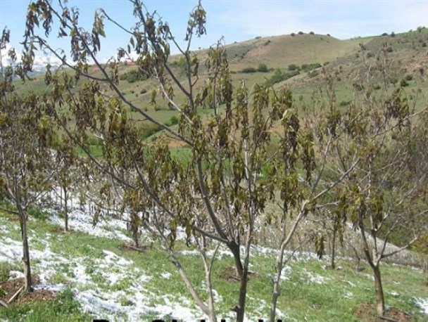 خسارت میلیاردی برف به درختان گردوی دیلمان