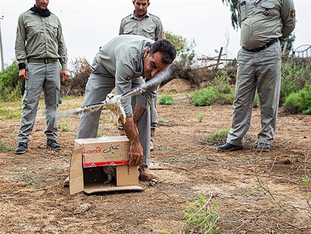 تصاویر/بازگشت بال سیاه به دامان طبیعت