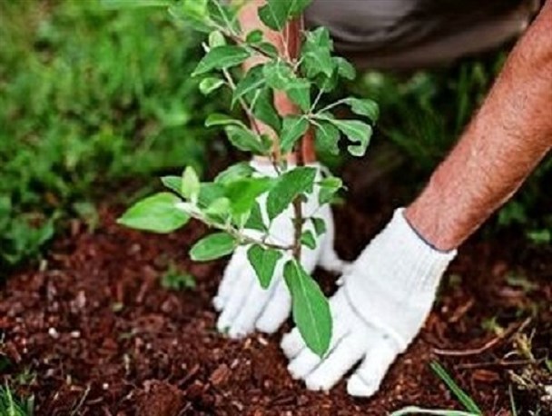 کاشت نهال مثمر در سطح ۷۶۰۰ هکتار از اراضی شیب‌دار لرستان